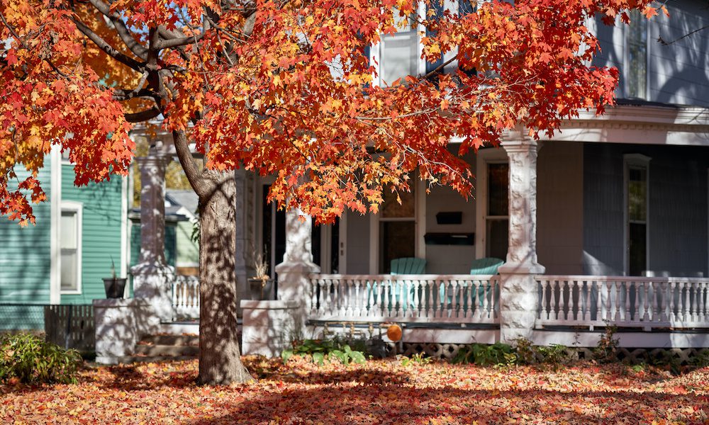 Fall Home Maintenance Tips - Colorful Red Tree in Autumn